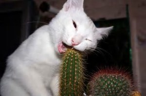 cactus cat