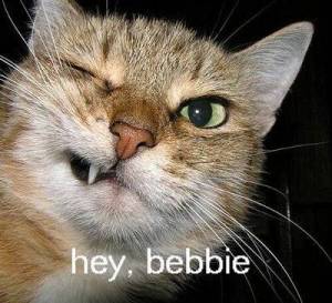 Hey Bebbie Cat