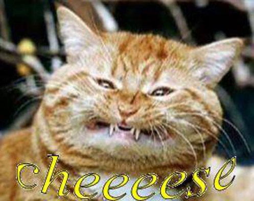 cheeeeesecat