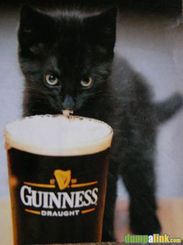 guinness-cat